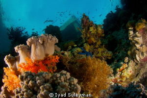 Jetty of Wakatobi Dive Resort from underwater by Iyad Suleyman 